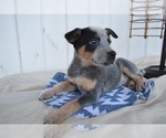 Small Photo #2 Australian Cattle Dog Puppy For Sale in HONEY BROOK, PA, USA