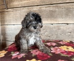 Small Photo #2 Bernedoodle (Miniature) Puppy For Sale in VERMONTVILLE, MI, USA