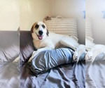 Small Great Pyrenees Mix