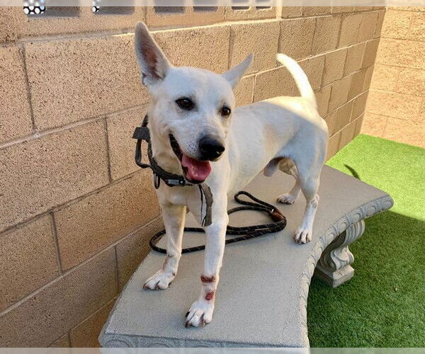 Medium Photo #1 Carolina Dog-Unknown Mix Puppy For Sale in Moreno Valley, CA, USA