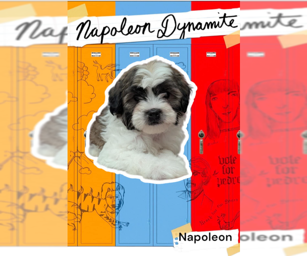 Medium Photo #1 Mal-Shi Puppy For Sale in Fresno, CA, USA