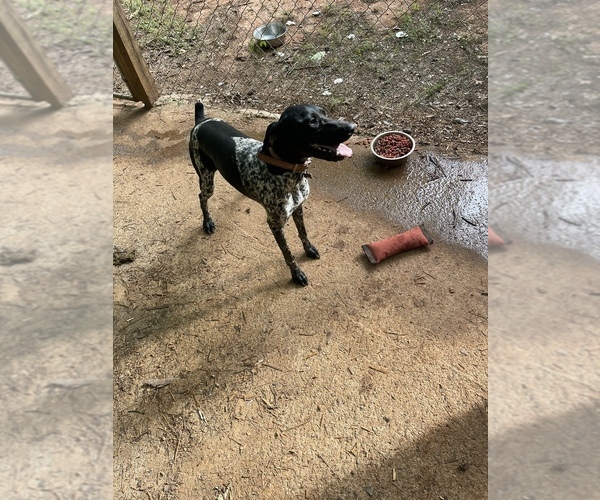 Medium Photo #1 German Shorthaired Pointer Puppy For Sale in MOUNT HOLLY, NC, USA