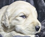 Puppy 3 Iris girl Golden Retriever