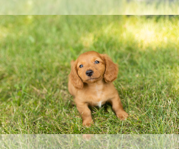 Medium Photo #10 Dachshund Puppy For Sale in MILFORD, IN, USA