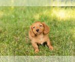 Small #9 Dachshund