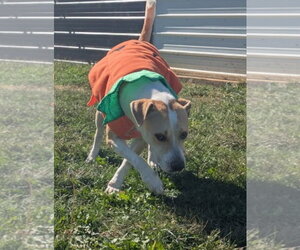 George - Male Labrador Retriever-Unknown Mix Dog for Adoption - Photo #5