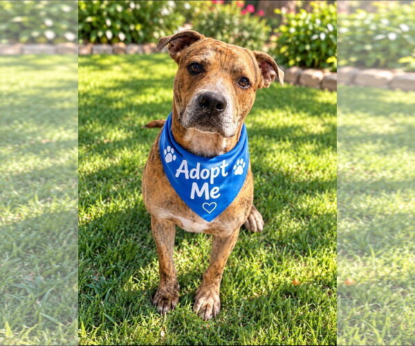 Medium Photo #1 Boxer-Unknown Mix Puppy For Sale in Euless, TX, USA