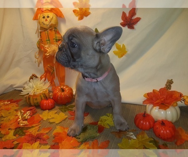 Medium Photo #1 French Bulldog Puppy For Sale in PAWTUCKET, RI, USA