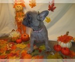 Small Photo #1 French Bulldog Puppy For Sale in PAWTUCKET, RI, USA