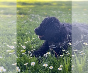 Bernese Mountain Dog-Goldendoodle Mix Puppy for sale in PORTLAND, OR, USA
