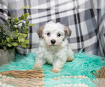 Small #2 Maltipoo