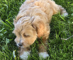 Small Photo #28 Cavapoo Puppy For Sale in BATESVILLE, IN, USA