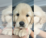 Small Photo #2 Golden Retriever Puppy For Sale in STOKESDALE, NC, USA