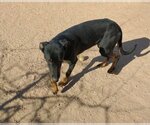 Small Photo #7 Doberman Pinscher-Unknown Mix Puppy For Sale in Apple Valley, CA, USA
