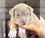 Puppy Puppy 6 American Bully