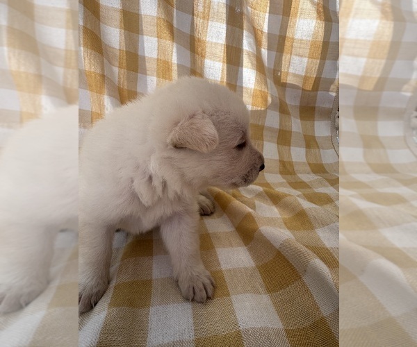 Medium Photo #20 German Shepherd Dog Puppy For Sale in SPRINGFIELD, MO, USA