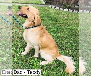 Father of the Golden Retriever puppies born on 03/15/2019