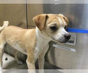 Chihuahua Dogs for adoption in Riverside, CA, USA