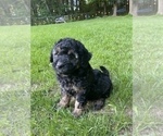 Small Photo #20 Aussiedoodle Miniature  Puppy For Sale in COMMERCE, MI, USA