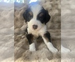 Puppy Puppy 1 Bernese Mountain Dog-Miniature Bernedoodle Mix