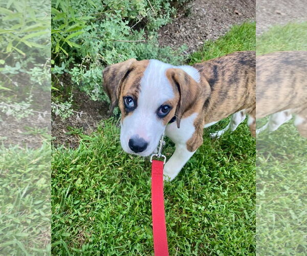 Medium Photo #5 Boxer Puppy For Sale in Dumont, NJ, USA