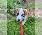 Small Photo #5 Boxer Puppy For Sale in Dumont, NJ, USA
