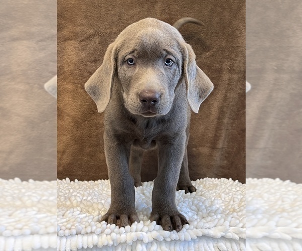 Medium Photo #1 Labrador Retriever Puppy For Sale in MARTINSVILLE, IN, USA