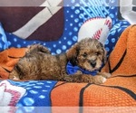 Small Photo #5 Lhasa-Poo Puppy For Sale in LINCOLN UNIVERSITY, PA, USA