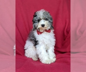 Poodle (Miniature) Puppy for sale in RISING SUN, MD, USA