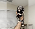Small Photo #47 Cane Corso-Saint Bernard Mix Puppy For Sale in LIVERMORE, CA, USA