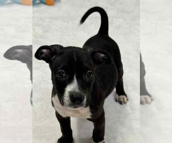 Medium Photo #2 American Boston Bull Terrier Puppy For Sale in Mechanicsburg, PA, USA