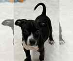 Small #1 American Boston Bull Terrier