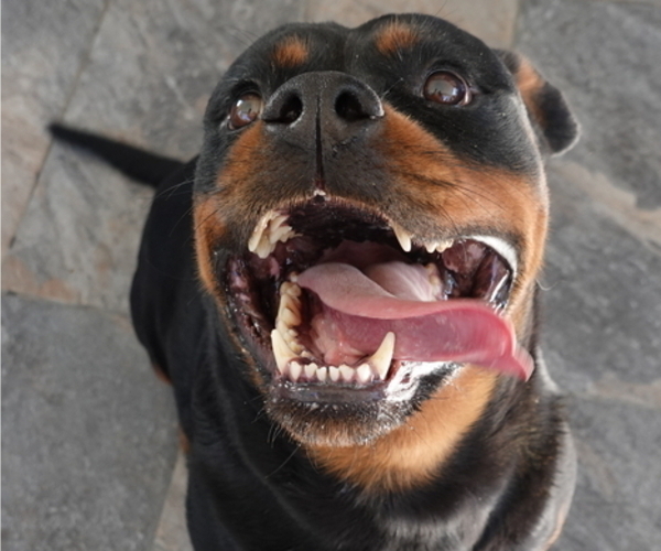 Medium Photo #1 Rottweiler Puppy For Sale in S CHARLESTON, WV, USA