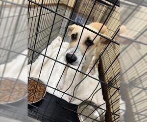 German Shepherd Dog-Unknown Mix Dogs for adoption in Texas City, TX, USA