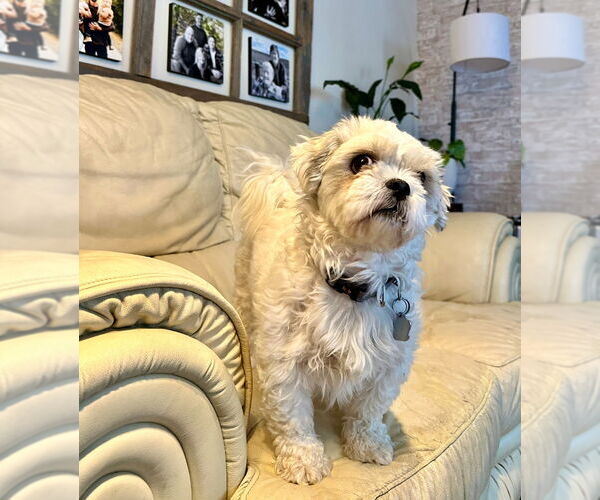 Medium Photo #1 Shih Tzu-Unknown Mix Puppy For Sale in Brights Grove, Ontario, Canada