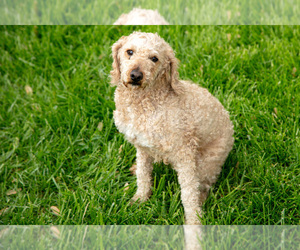 Father of the Goldendoodle (Miniature) puppies born on 03/10/2025