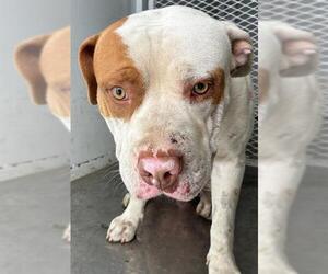 Mutt Dogs for adoption in Bakersfield, CA, USA