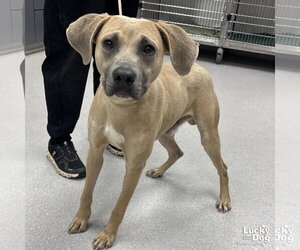 Labrador Retriever-Unknown Mix Dogs for adoption in Washington, DC, USA