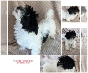 Havanese Puppy for sale in INDIANAPOLIS, IN, USA