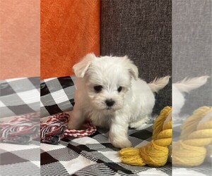 Maltese Puppy for sale in PEMBROKE PINES, FL, USA