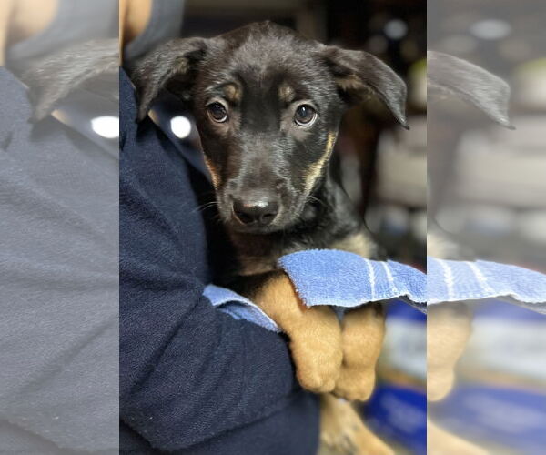 Medium Photo #4 Australian Kelpie-Unknown Mix Puppy For Sale in Dana Point, CA, USA