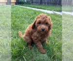 Small #6 Goldendoodle (Miniature)