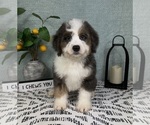 Small Miniature Bernedoodle