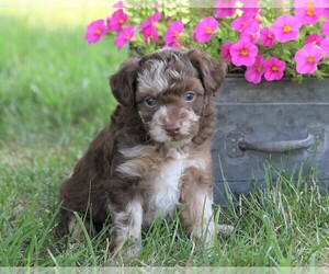 Fox Terrier (Toy)-Poodle (Standard) Mix Puppy for sale in FREDERICKSBG, OH, USA