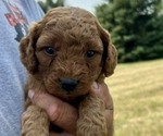 Puppy 2 Goldendoodle (Miniature)