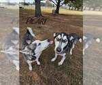 Small #7 Siberian Husky