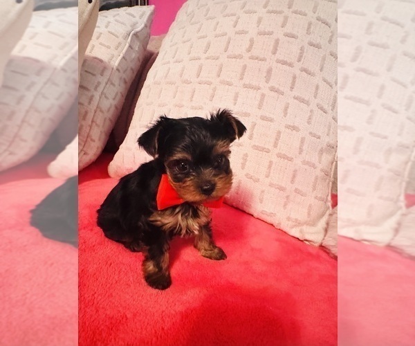 Medium Photo #2 Yorkshire Terrier Puppy For Sale in BROOKHAVEN, MS, USA
