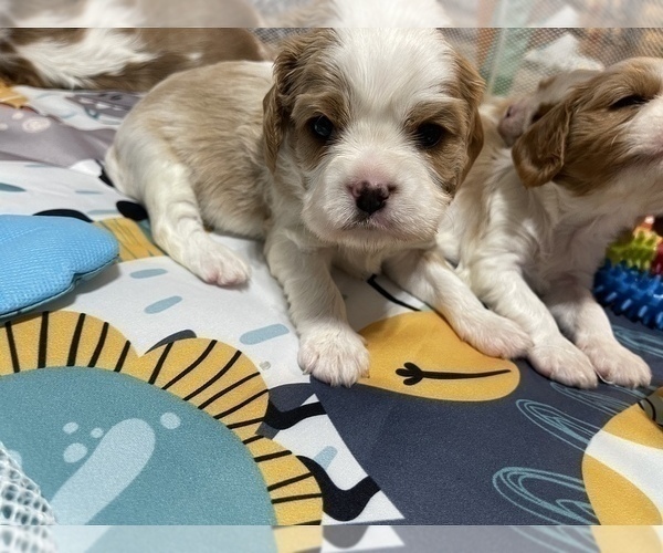 Medium Photo #4 Cavalier King Charles Spaniel Puppy For Sale in BOERNE, TX, USA