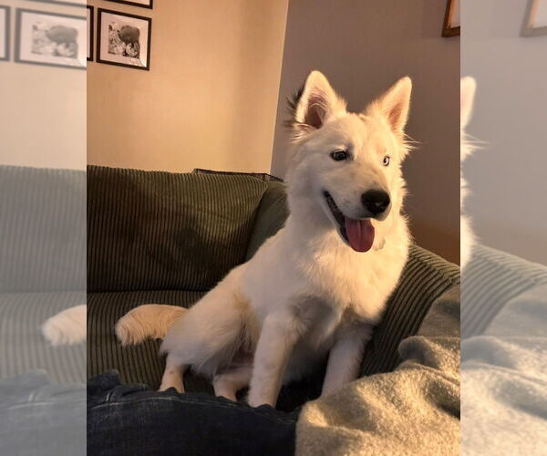 Medium Photo #1 Border-Aussie Puppy For Sale in Aurora, IN, USA