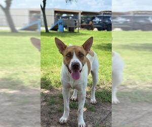 Staffordshire Bull Terrier Dogs for adoption in Sugar Land, TX, USA